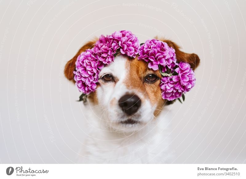 beautiful jack russell dog at home wearing a purple wreath of flowers. Springtime and lifestyle concept spring springtime daytime portrait indoors white cute