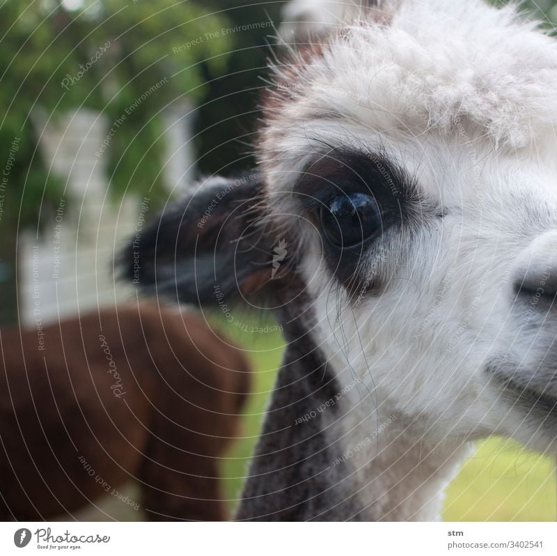 Alpaca Love Detail Eyes White-haired Shallow depth of field Close-up Animal portrait Animal face Looking into the camera Colour photo Curiosity Observe Pelt