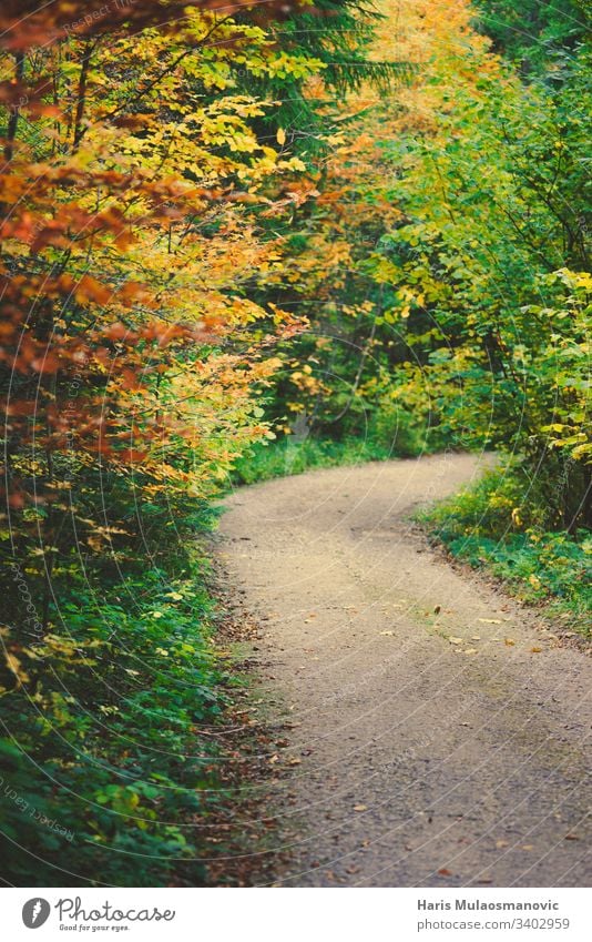 Beautiful colorful path in the woods environment travel spring sun autumn background beautiful day fall foliage forest grass green landscape leaf natural nature