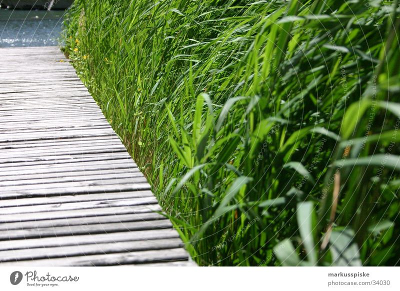 footbridge Footbridge Grass Polished section Wood Lake Ocean Green Coast Water Sand brown Blue