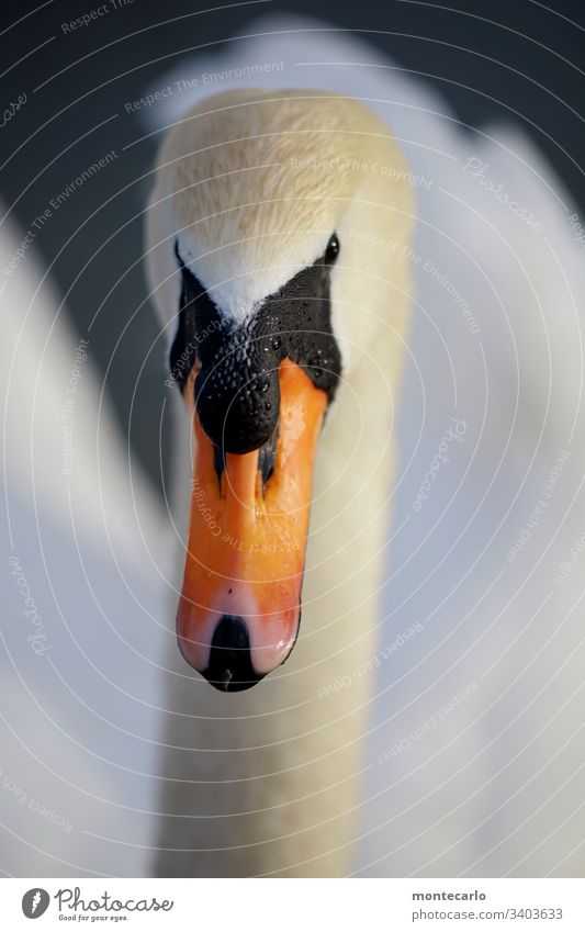 Young swan swimming curiously towards me Animal Free Authentic Deserted Looking Swan Exterior shot Float in the water Bird Nature Colour photo