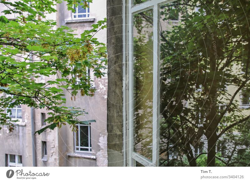Window to the courtyard Backyard House (Residential Structure) Tree Wall (building) Facade Old building Living or residing Apartment Building Deserted Downtown