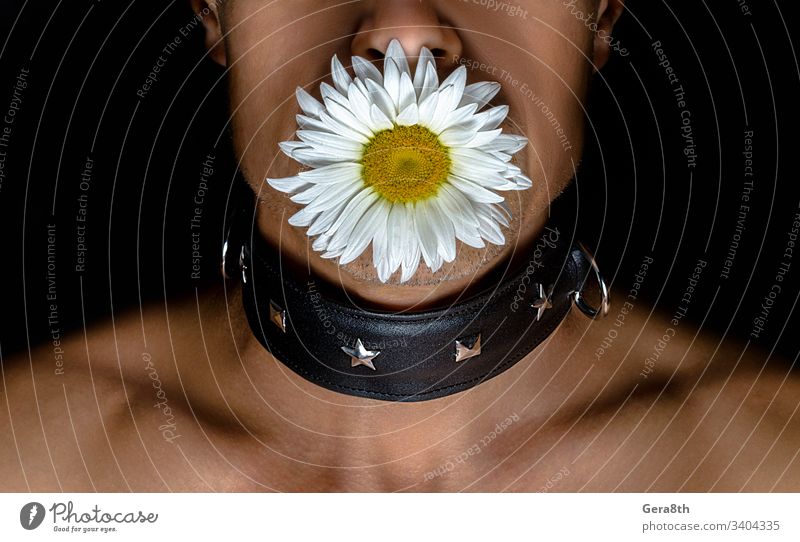 adult man in a black leather collar with a daisy flower in his mouth on a black background attribute bdsm bdsm collar bristles buly chamomile conformity