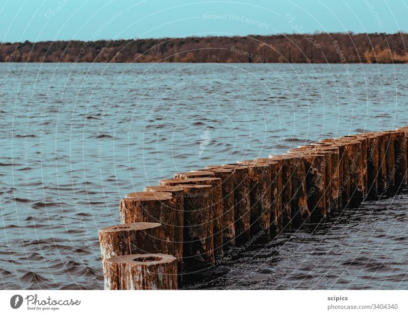 Forest lake with groynes Water Lake Ocean trees Tree Break water Wood Waves tranquillity Deserted Baltic Sea Coast Vacation & Travel Landscape