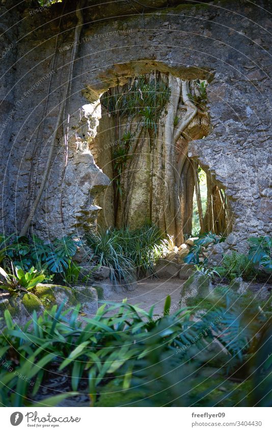 Detail of an abandoned building in the middle of the Jungle expedition jungle church ruins exploration outdoors tropical environment nature vegetation plant