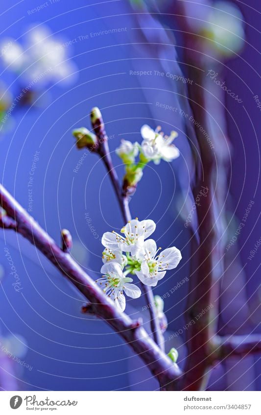 Branch with flower buds, apple branch, cherry branch Apple blossom Nature Expel Spring Blossom Plant Flower Garden Close-up Growth Blossoming Tree Natural Fresh