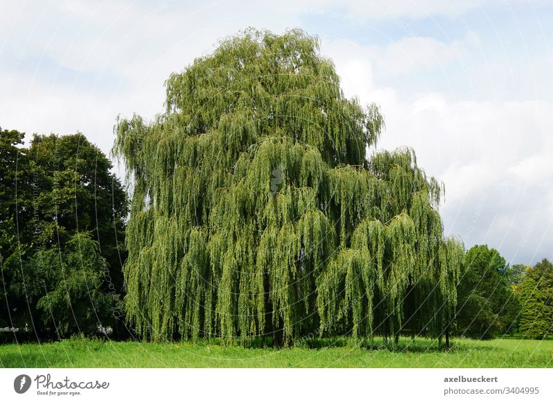 weeping willow tree Babylon willow salix babylonica park summer green landscape nature plant garden large big flora botanic countryside lush foliage deciduous