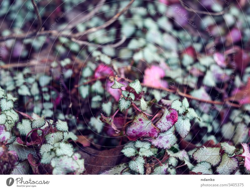 growing plant Lamium maculatum spotted or Deadnettle petal botanical lamium maculatum spotted dead-nettle wildflower ground botany lamiaceae natural nature