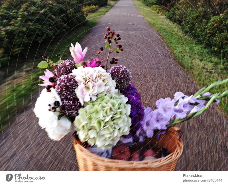 on the way by bicycle Street Bouquet Hydrangeas Exterior shot Colour photo Flower Plant Nature Fragrance Multicoloured Movement Blossom Blossoming Deserted Pink