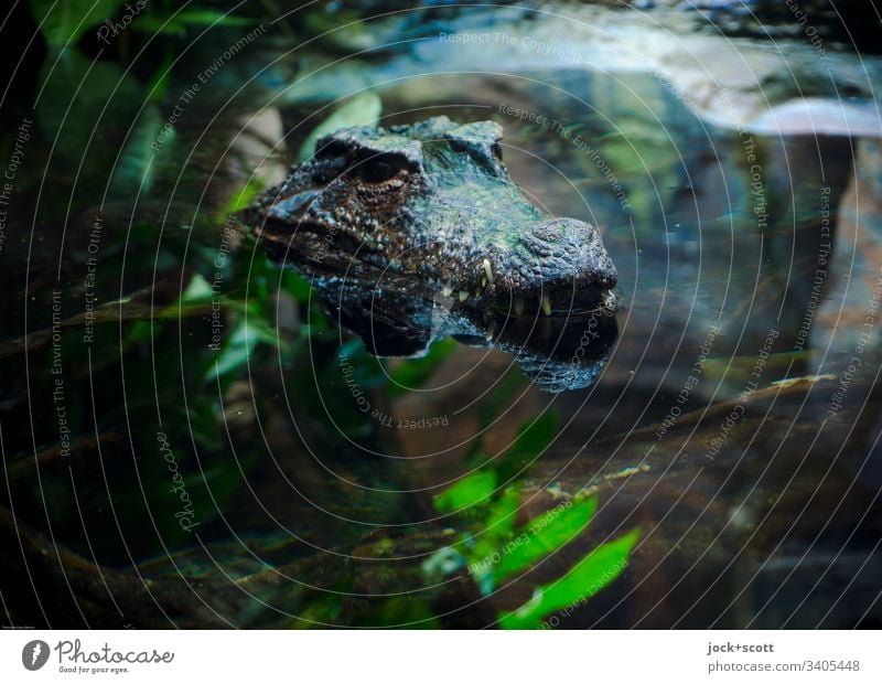 Crocodile looks out of the water Animal portrait Artificial light Habitat Exotic Aquarium Reflection Dangerous Concealed Surface of water fauna Tropical