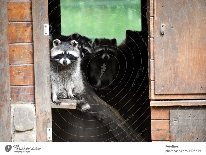 Quarantine - or a group of cute little raccoons who just don't want to leave their cottage Mammal Animal Pelt Paw Tails Sweet Small Ear Cute White Gray Brown