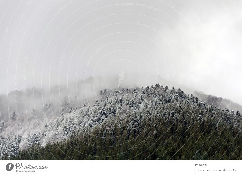 snow line Winter Snow Tree Forest Cold Snowfall limit Winter vacation Ice Frost Weather Climate Environment Nature Landscape Clouds Coniferous trees