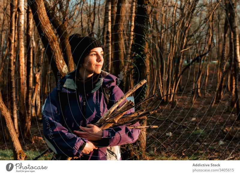 Cheerful young female traveler with firewood in forest woman hiker collect camping autumn nature journey idyllic environment destination gather pick expedition