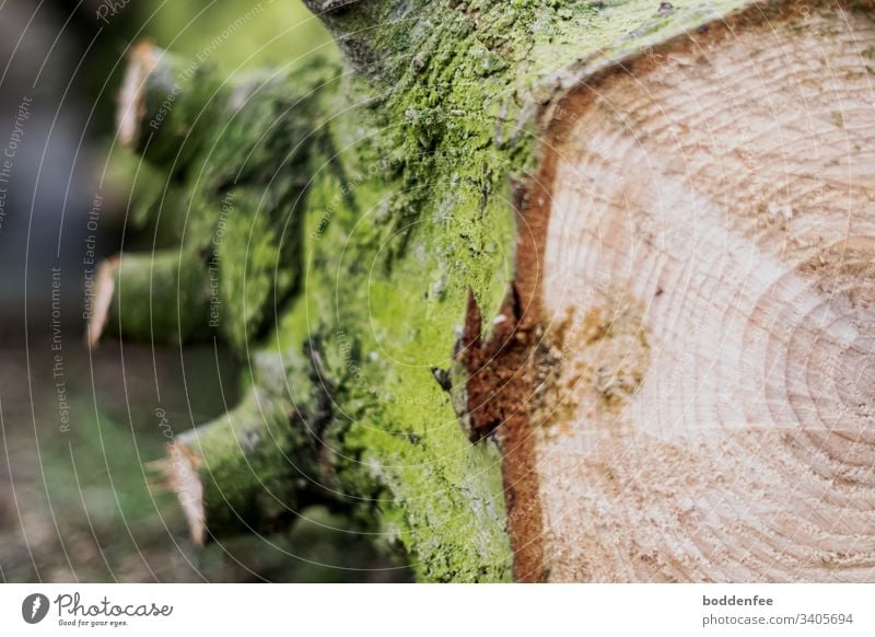 annual rings Tree trunk Annual ring Wood Tree bark Colour photo cut down tree Nature