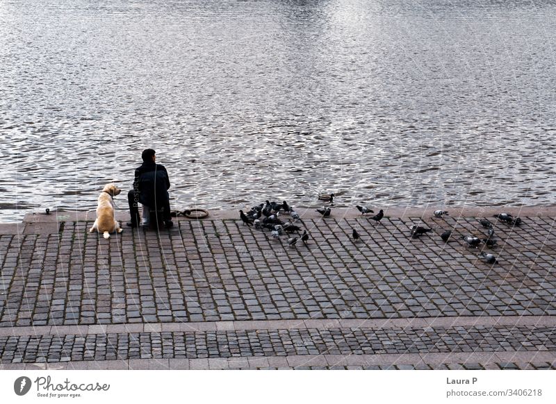 Portrait of a dog and its owner sitting in front of a water, with pigeons next to them pet man human animal domestic friends friendship Lifestyle peaceful relax