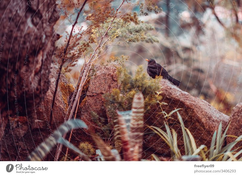 Common Blackbird (Turdus Merula) on a natural scenery nature wildlife common blackbird turdus merula forest rocks leaves brown horizontal fauna thrush animals