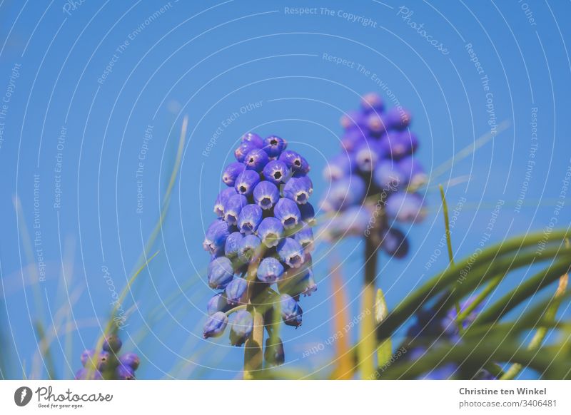 bright blue pearl hyacinths against blue sky Spring Spring flowering plant bulb flower Nature Flower Exterior shot Blossom Shallow depth of field Deserted