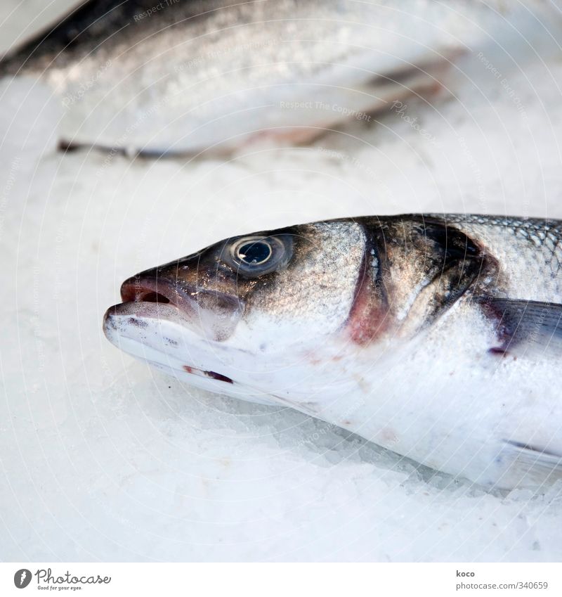 Fish Fish Nutrition A Royalty Free Stock Photo From Photocase