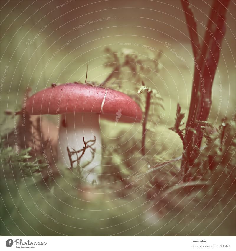 story time Nature Plant Elements Earth Summer Forest Bizarre Enchanted forest Fairy tale Playing Childhood memory Mushroom Alluring Fantasy Dwarf Mushroom cap