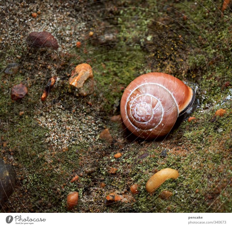 urform by the fjord Nature Animal Elements Water Sign Caution Calm Wisdom Snail Algae Ocean Fjord Limfjord Denmark Green Orange Contrast Snail shell