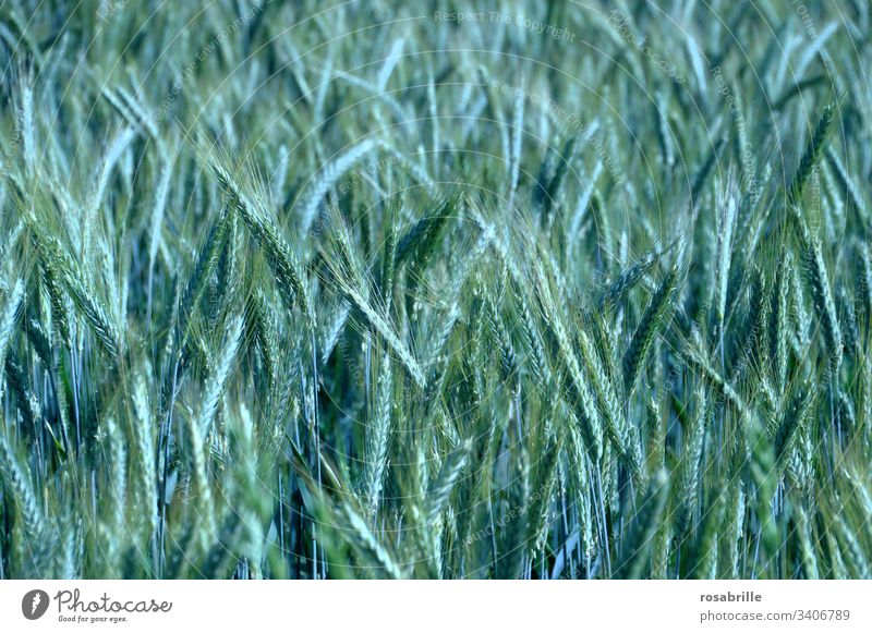 blue wheat | surreal Wheat Blue Harvest Nutrition Illuminate venomously Gene technology genetic genetically engineered altered Ear of corn abundance Future