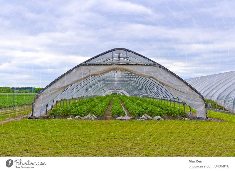 Strawberries Greenhouse Greenhouses Strawberry Strawberry plants Strawberry Rows Strawberry plantation Fruit fruits Harvest reap series nobody Copy Space