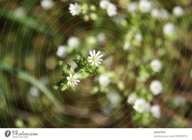 small white flowers / herb Nature Plant herbaceous Flowering plant petals Detail Green White Natural Garden Spring Exterior shot Sunlight Bright Weed Blossom
