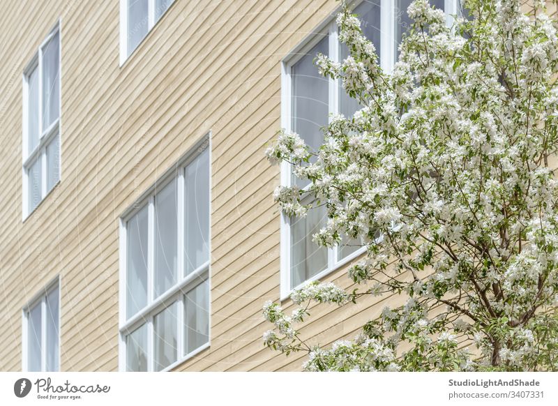 Windows of a modern building and blooming tree house facade window windows trees blossom spring branch branches blossoming flowers flowering cherry tree