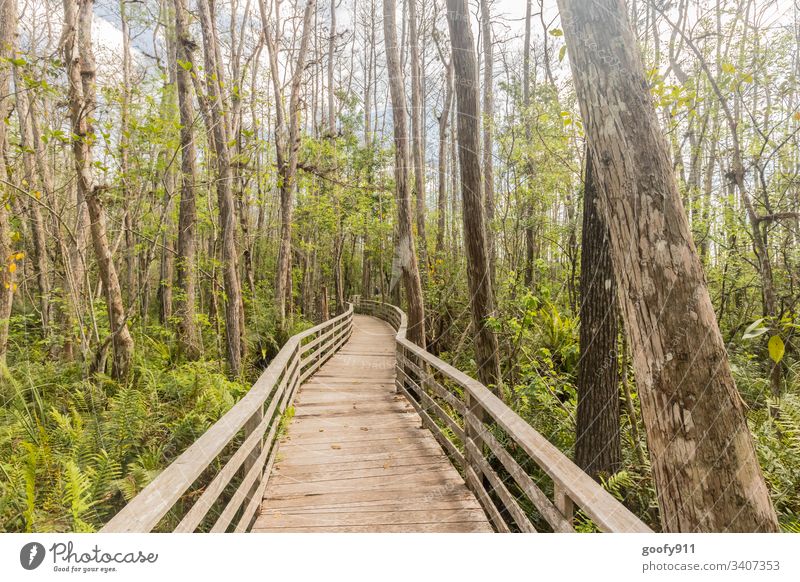 Right in the middle Forest Marsh tree Footbridge Nature Landscape Exterior shot Calm Plant Environment bushes Light green Shadow Colour photo Sunlight Idyll