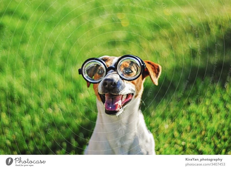 Portrait of dog in round reading glasses. Funny dog face on green grass background jack russell terrier outdoor playful strong cute adorable summer healthy
