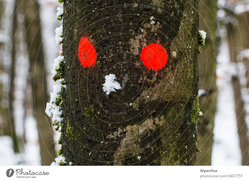 signs of increased drug use Forest Tree Nature Red Eyes Snow Winter Cold Landscape Exterior shot Colour photo Frost Snowscape Deserted Ice Day Tree bark