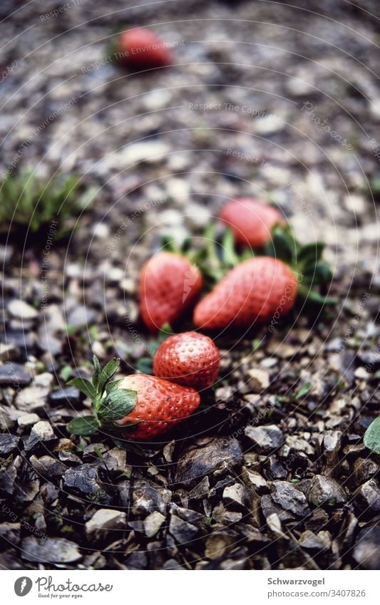 🦥 Strawberry Fruit Food Healthy Berries Nutrition