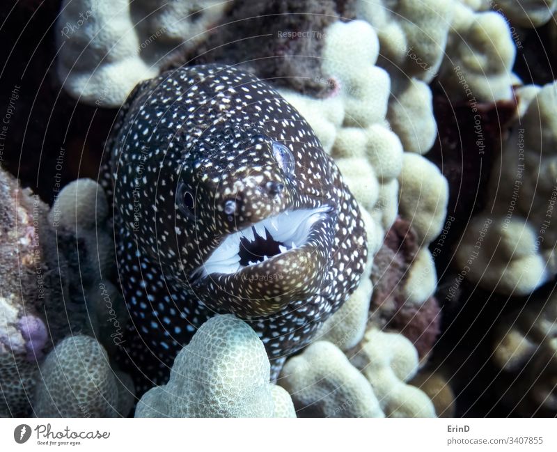 Close up Moray Eel Face and Teeth in Reef moray eel detail closeup close up macro face expression mouth teeth underwater undersea coral reef ocean life wildlife