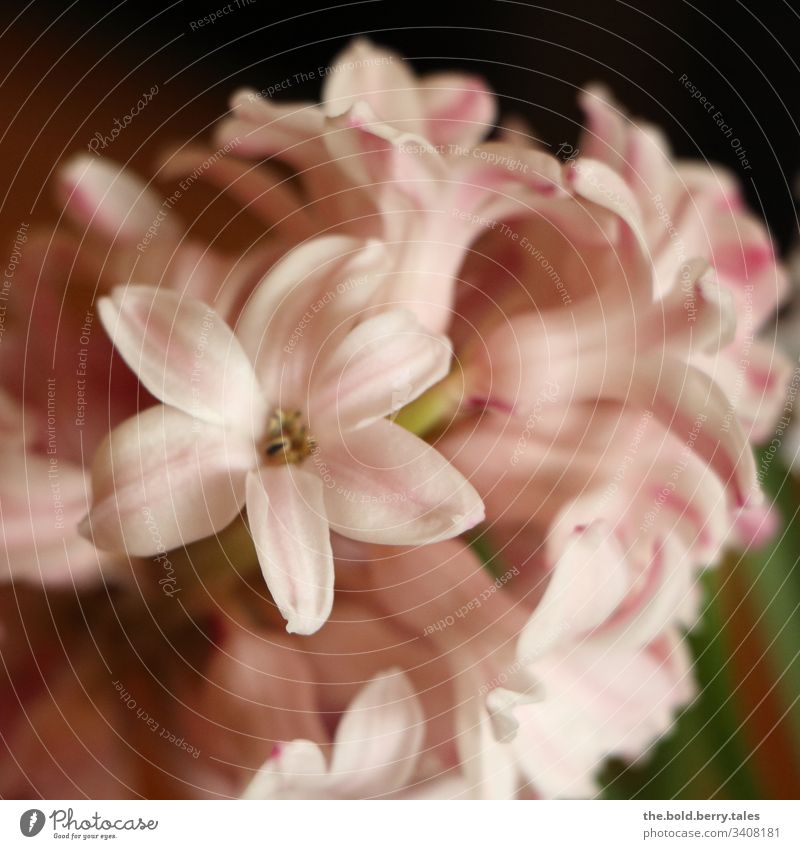 Hyacinth pink Beautiful weather Close-up Natural Nature Growth Hyacinthus Blossoming Joie de vivre (Vitality) Happiness Fresh Flower Friendliness Plant Spring