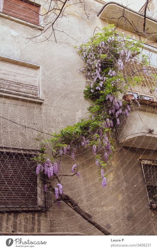 Wisteria plant with purple flowers leaning on a house wisteria green nature beautiful wall walls windows Summer Nature Green Exterior shot crawling climbing