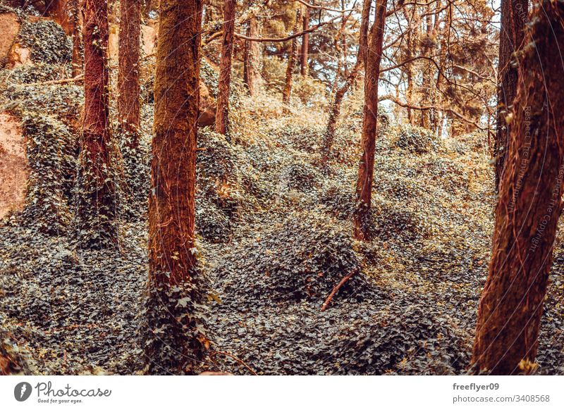 Detail Of A Wild Forest In Autumn A Royalty Free Stock Photo From Photocase