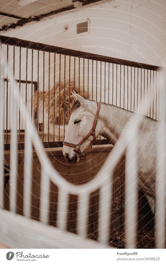 White horse waiting on the stable light equestrian head bay row building gate barn window stall ranch boarding harness paddock brown door scene sport inside