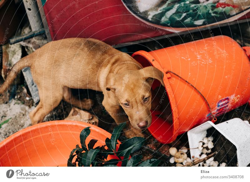 Sad street dog/dog between garbage and junk at the roadside Dog Street dog sad Puppydog eyes Trash Junk Orange bright colours Gaudy Bucket compassion Pet Animal