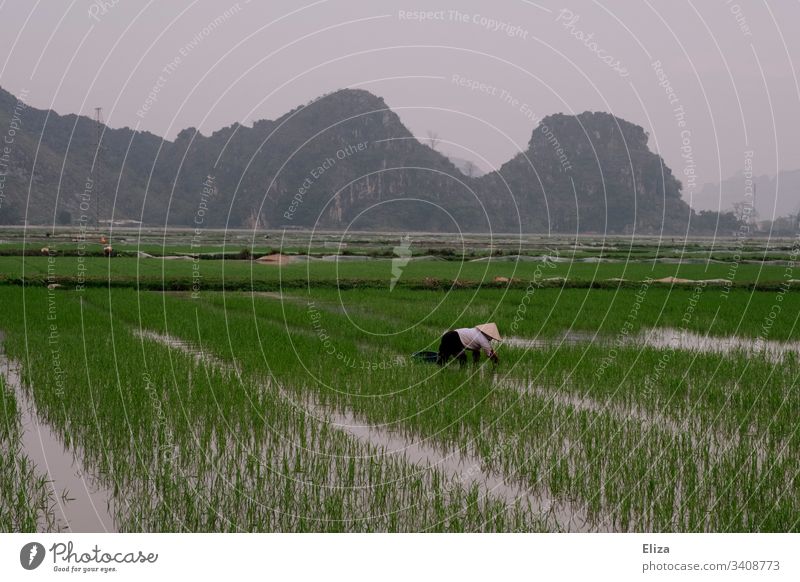 rice field worker