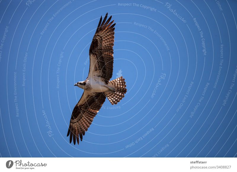 Flying Osprey bird Pandion haliaetus - a Royalty Free Stock Photo from ...