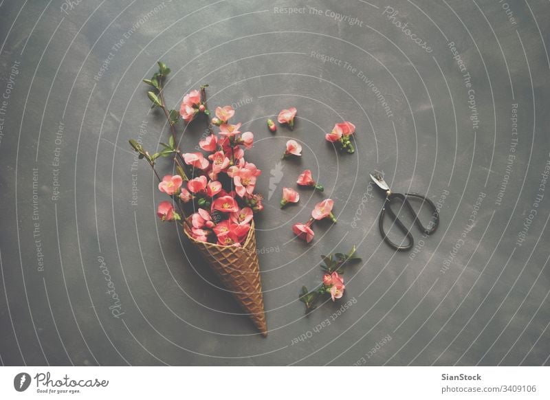 Flowers in ice cream cone on cement background cornet waffle flower flat lay top view scissors flowers pink bouquet nature floral spring gift love romantic