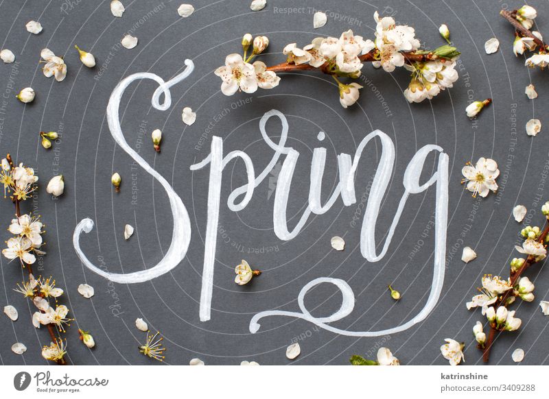 Spring lettering with white flowers on a grey background romantic spring top view cream above text word hand lettering petals buds concept creative day decor