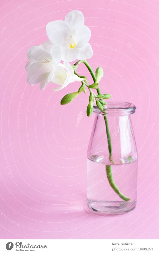 Spring composition with a white freesia flower in a glass jar water romantic pink light pink pastel soft color close up concept creative day decor decoration