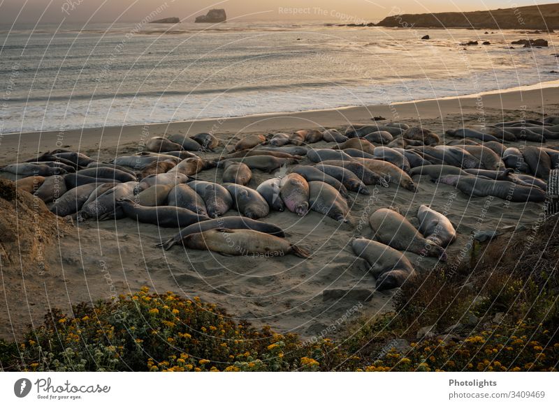 Elephant seals - Piedras Blancas - San Simeon - California Colour photo Consistency lines Behavior Seasons contented Colony marine animal world animals Rest