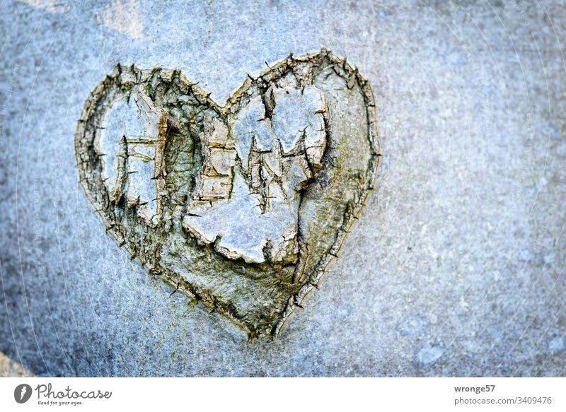 Cracked heart carved into the bark of a tree Heart Love ancient love Tree Tree trunk Carve carving art Forest Sign Exterior shot Colour photo Wood Day Deserted