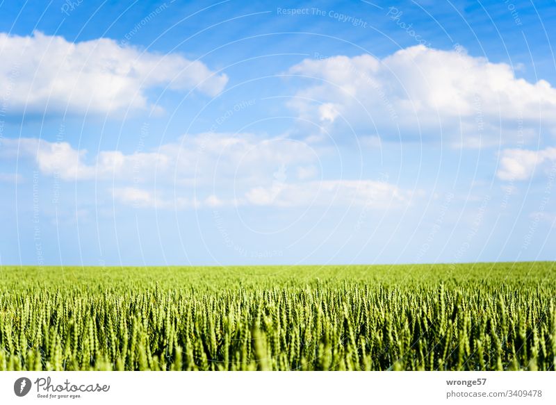 Grain field under the island sky (Island of Rügen) Summer Cornfield Margin of a field Field Exterior shot Colour photo Deserted Nature Day Landscape