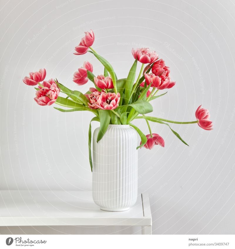 Luxuriant bouquet with stuffed pink tulips in a white vase against a white background Bouquet Spring Red luscious Beautiful Blossoming Vase White Bright Colours