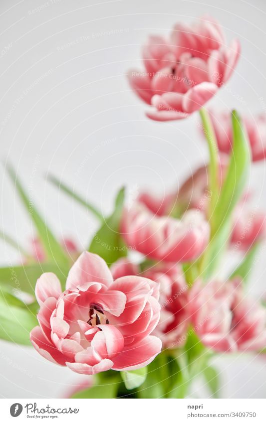 Stuffed pink tulips in front of a white background White Spring flowers Bouquet Neutral background Pink Beautiful Green Close-up blossoms Bright luminescent