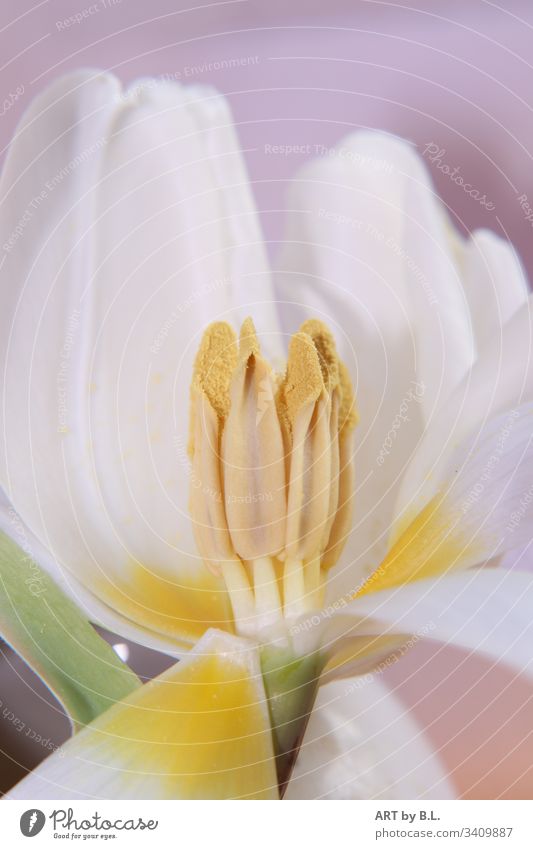 spring fever Tulip inside inboard interior view Seed Stamp Spring Spring fever Emotions open White Yellow Flower flourished Macro (Extreme close-up) Close-up