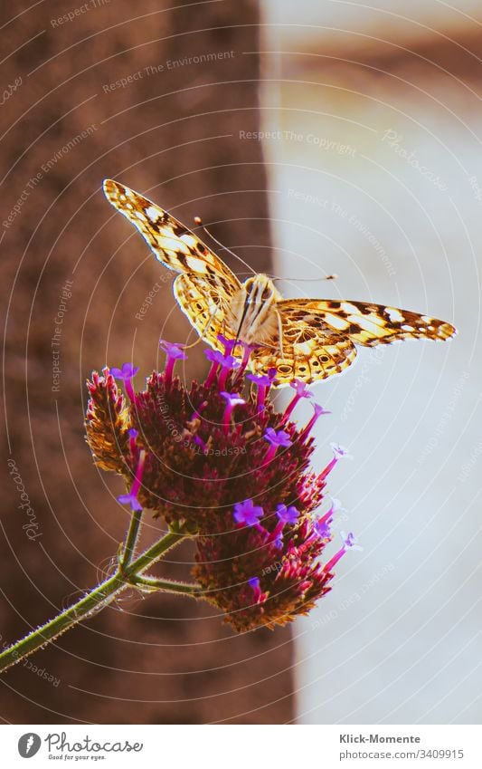 Look me in the eye, little one. #Butterfly #Nature #Folder #Flower #Butterfly #Wings #Robby-and-more #Insect #Animal #Feeler #Spring #miracle Close-up